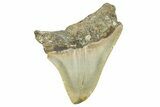Serrated, Posterior Megalodon Tooth - North Carolina #371701-1
